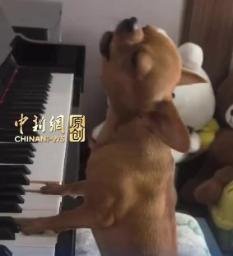 PIANODOG