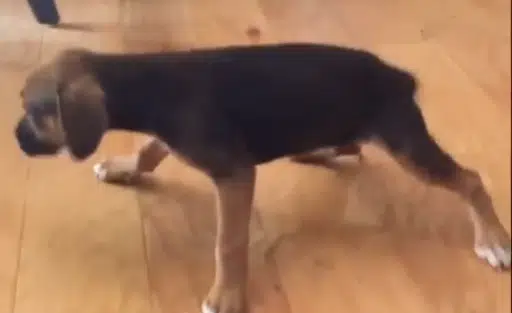 PTSD