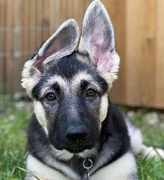 Rosco