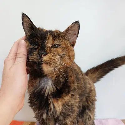 FLOSSIE