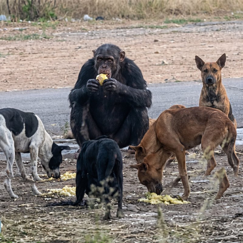Chimpanzee