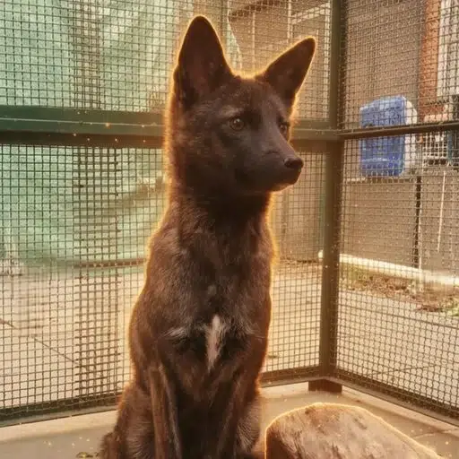 Dogxim