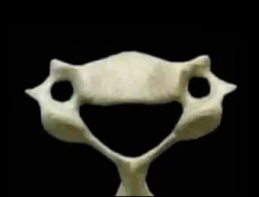 Vertebra