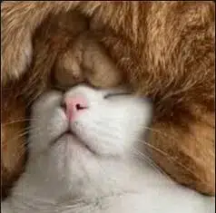 Nutcat