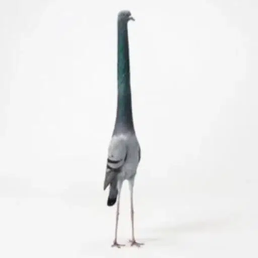 Pigeooon