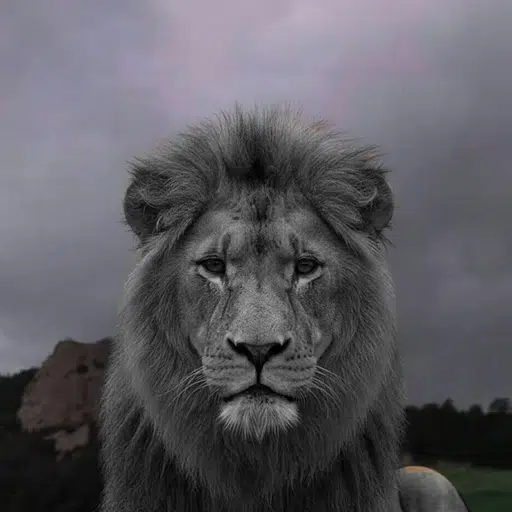 lion
