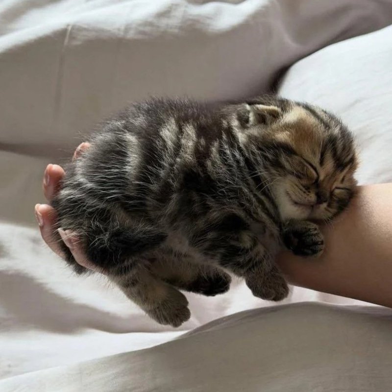 smol