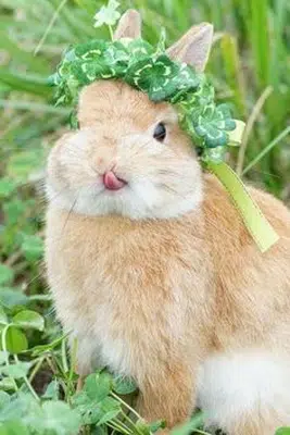 BUNNY