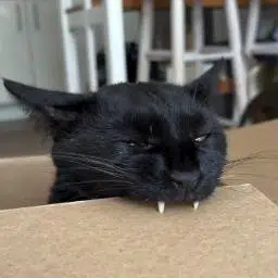 Gordon
