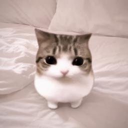 MEOWPIN logo