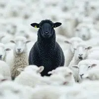 Sheep