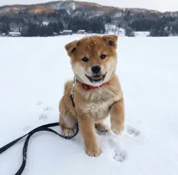 Shiro