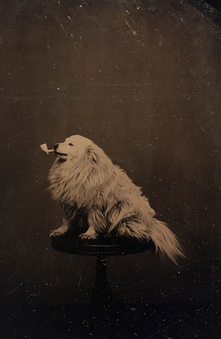 PipeDog