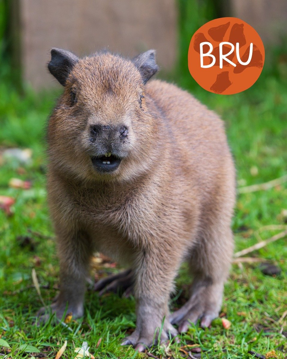 BRU