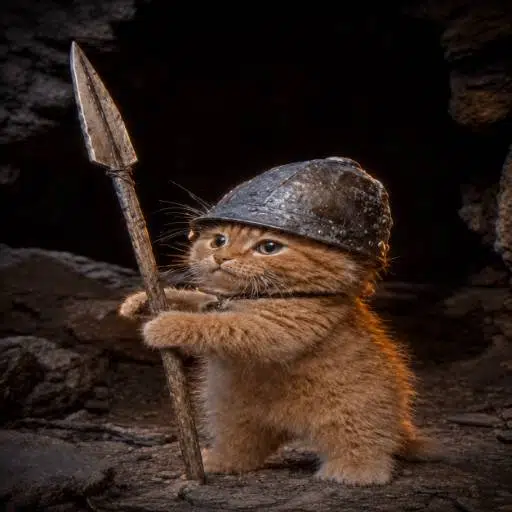 trenchcats