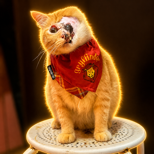 Mymo  — Mymo The Cat Solana token traded by KOLs