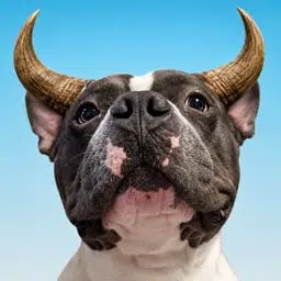 Bull