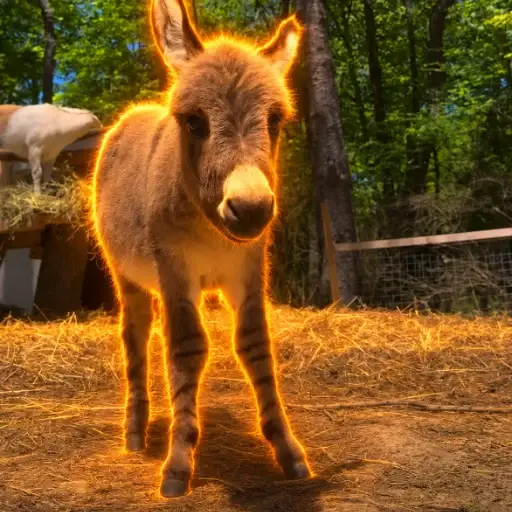 DONKA