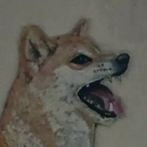 Dogeus