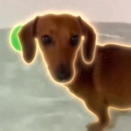Fartdog