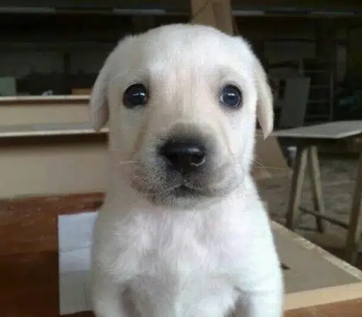 Willy