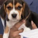 BEAGLEGATE logo