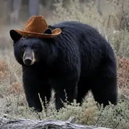 Bnut