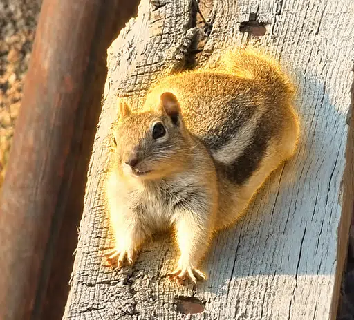 THEODORE