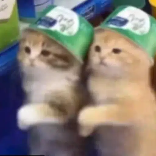 CATS