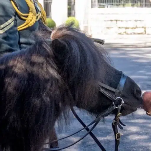 Cruachan