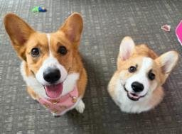 CORGIS