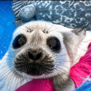$SEALS token logo