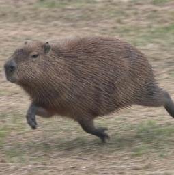 waltimus