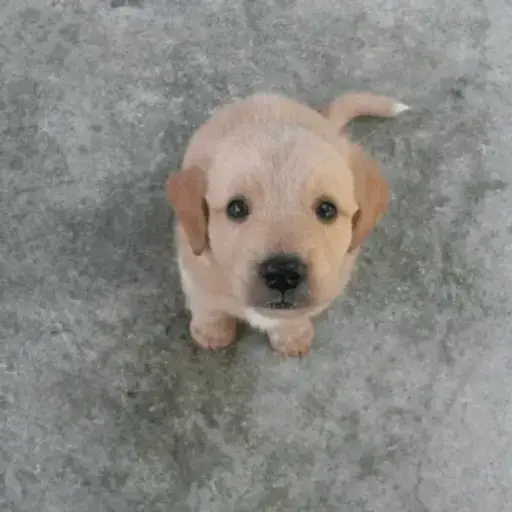 BOB