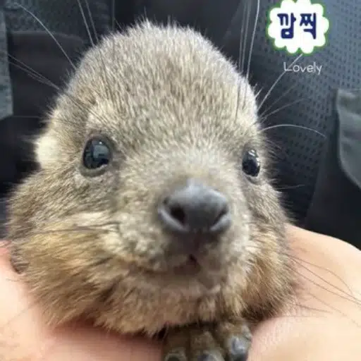 고구마