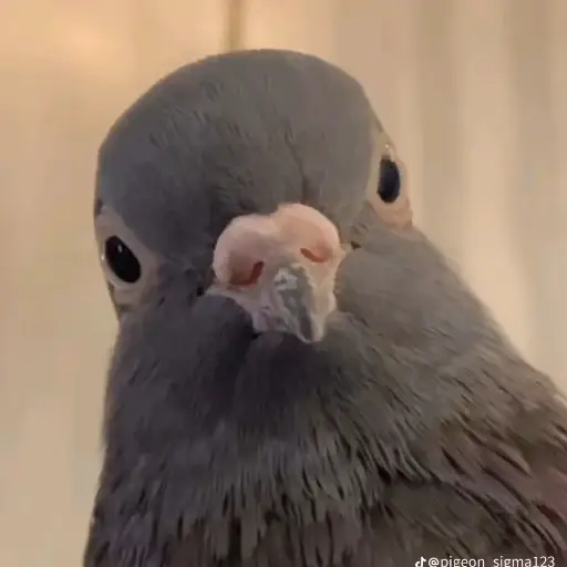 Pigeons