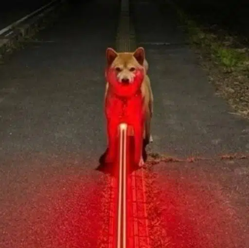 モモ