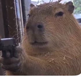 CAPYBARA logo