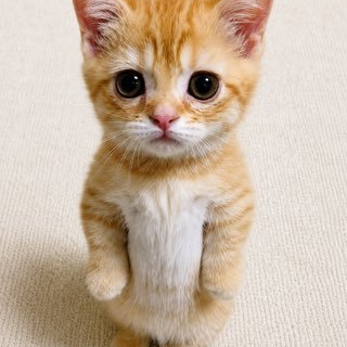 GATO — El Gato Solana token traded by KOLs