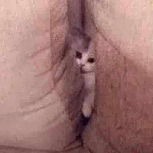 PUSSY⁠