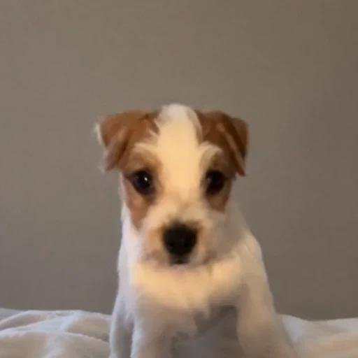 Finn