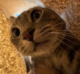 Otis