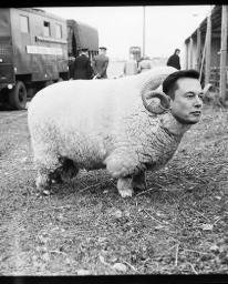 ELON