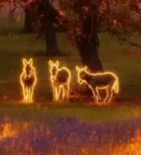 Donkeys