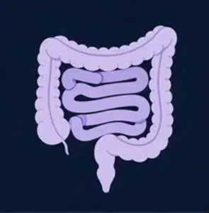 Gut