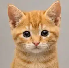 CAT logo