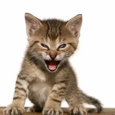 Toyger