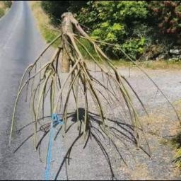 Triffids