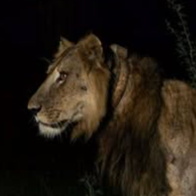 Jacob — The Lion With Nine Lives Solana token traded by KOLs