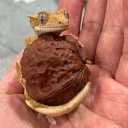 GECKO
